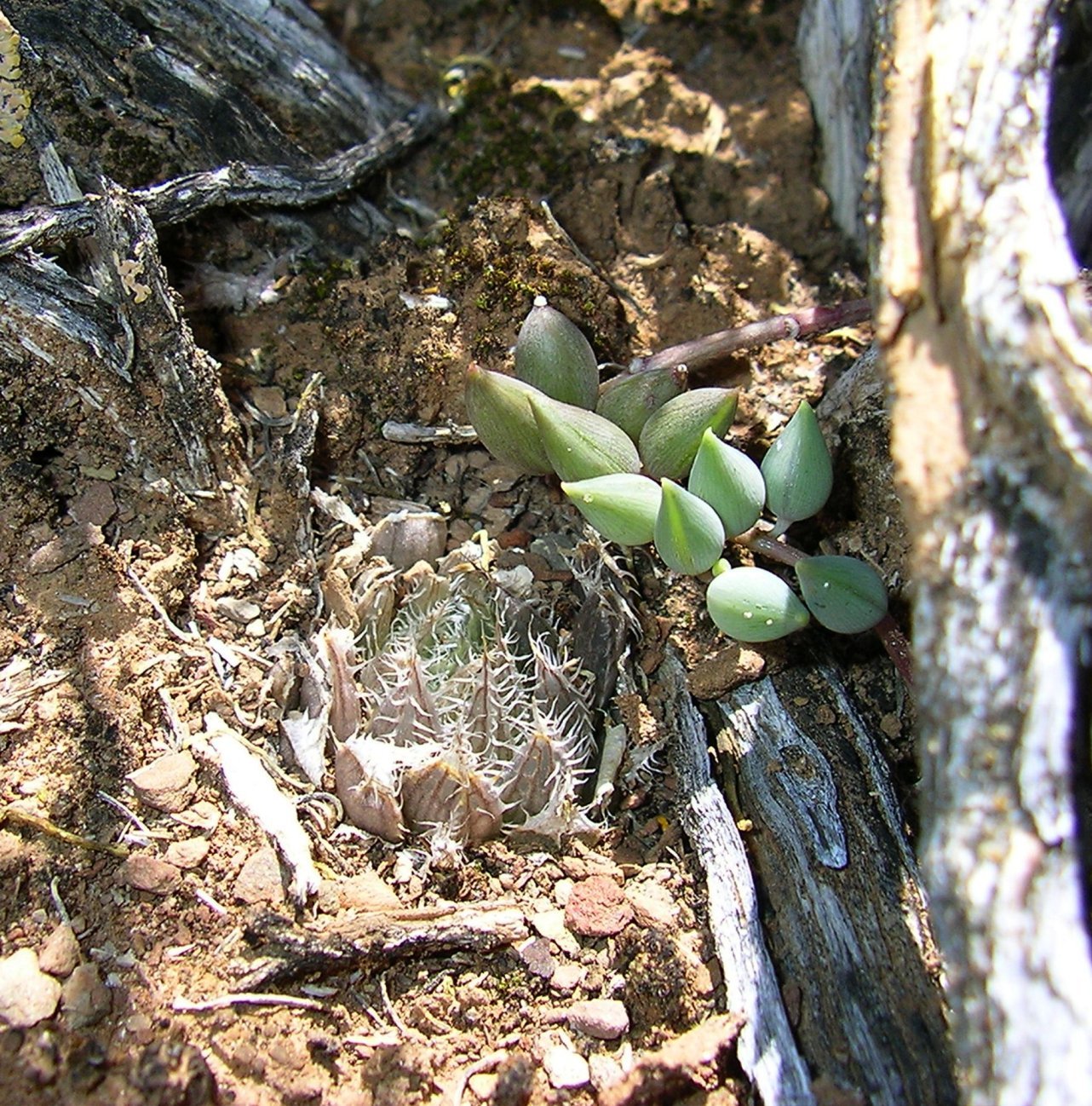 Haworthia rooibergensis